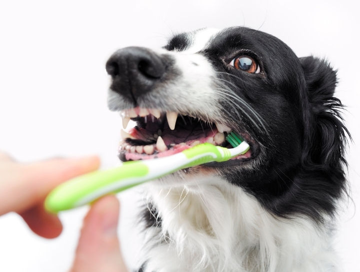 Hampden Pet Dentists