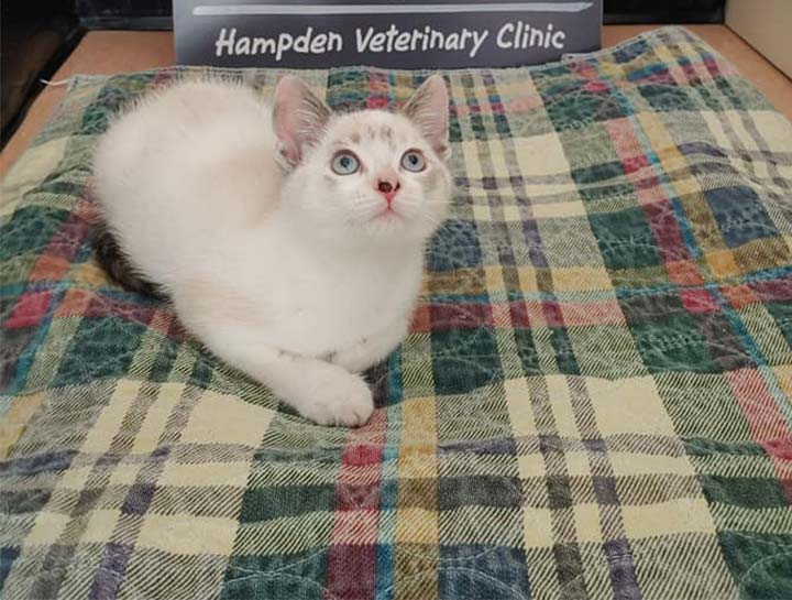 Carousel Slide 2: Cat Veterinary Care, Hampden